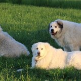 Entry image for Skyler, Solaris and Gwen