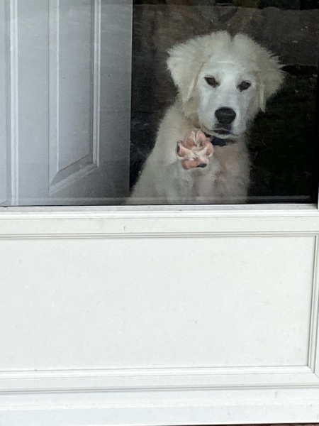 Entry image for Painter. Clicking this image will show a larger photo