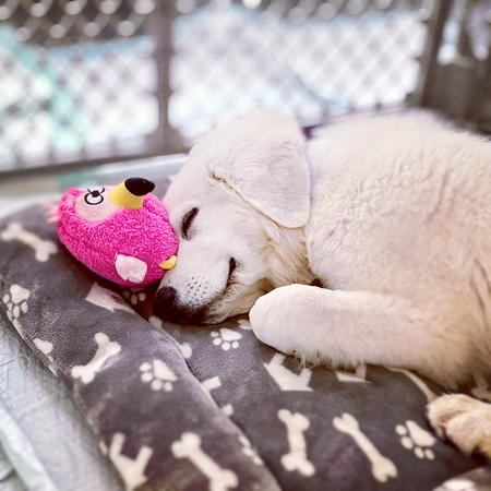 Entry image for Bella. Clicking this image will show a larger photo