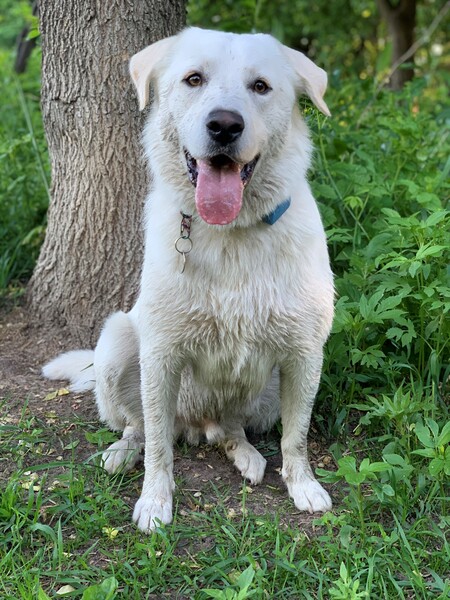 Entry image for Buzz. Clicking this image will show a larger photo