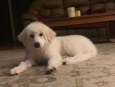 Entry image for Larson. Clicking this image will show a larger photo