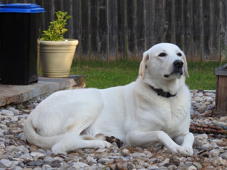 Entry image for Fern. Clicking this image will show a larger photo