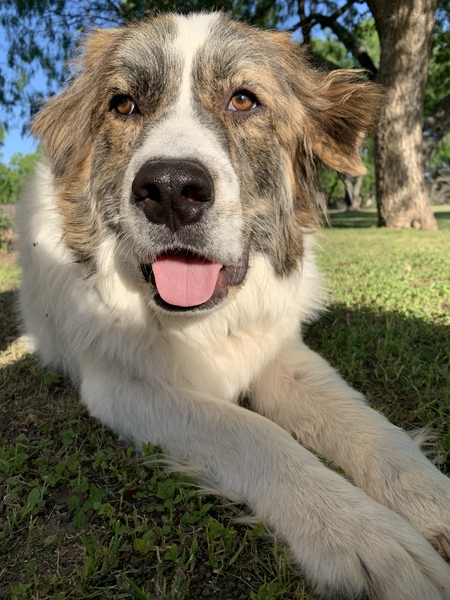 Entry image for Rocket. Clicking this image will show a larger photo