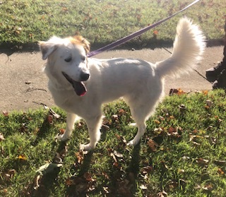 Entry image for Winnie. Clicking this image will show a larger photo