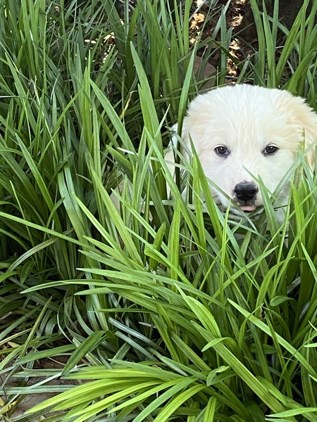 Entry image for Cooper. Clicking this image will show a larger photo