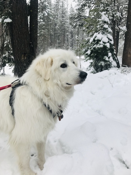 Entry image for Falkor. Clicking this image will show a larger photo