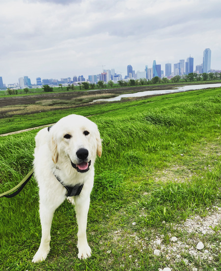 Entry image for Rex . Clicking this image will show a larger photo