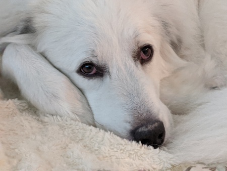 Entry image for Artemis. Clicking this image will show a larger photo