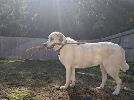 Entry image for Argos. Clicking this image will show a larger photo