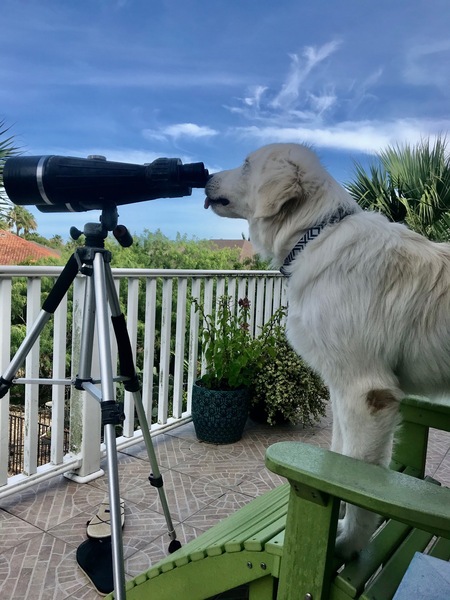 Entry image for Cooper. Clicking this image will show a larger photo