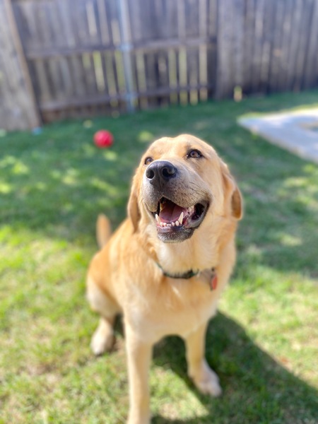 Entry image for Chunk. Clicking this image will show a larger photo