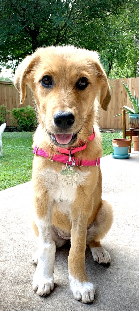 Entry image for Mitz (TGPR Alum Ochre . Clicking this image will show a larger photo