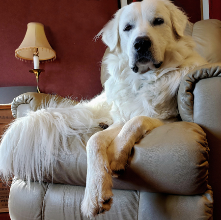 Entry image for Milo. Clicking this image will show a larger photo