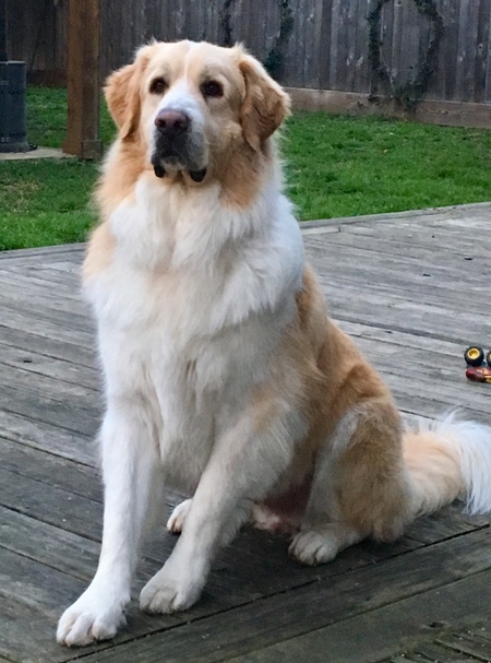 Entry image for Oso. Clicking this image will show a larger photo