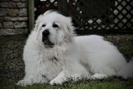 Entry image for Teddy. Clicking this image will show a larger photo