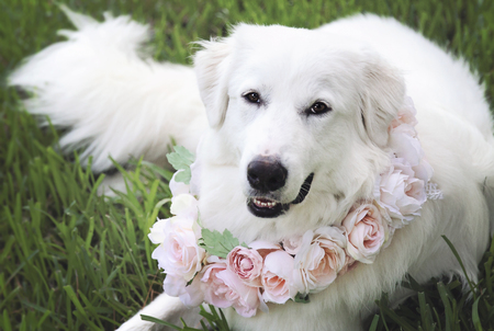 Entry image for Macie . Clicking this image will show a larger photo