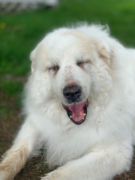 Entry image for Sheba . Clicking this image will show a larger photo