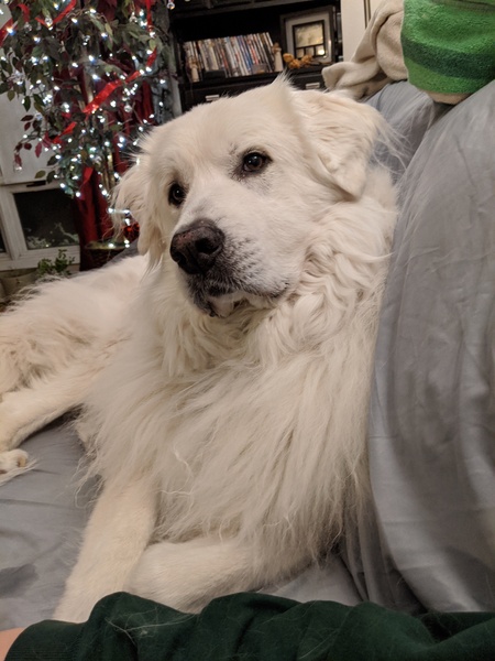 Entry image for Theo. Clicking this image will show a larger photo