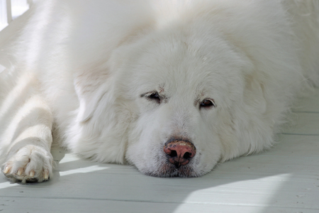 Entry image for Ellie. Clicking this image will show a larger photo