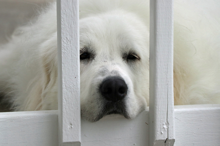 Entry image for Tally. Clicking this image will show a larger photo