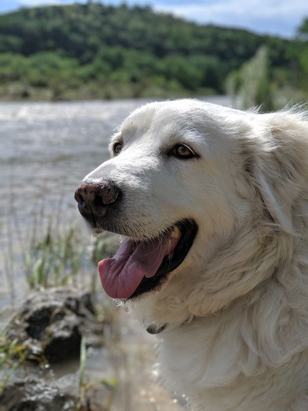 Entry image for Llama. Clicking this image will show a larger photo