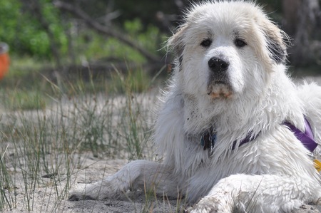 Entry image for Charmin. Clicking this image will show a larger photo