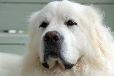 Entry image for Harley. Clicking this image will show a larger photo