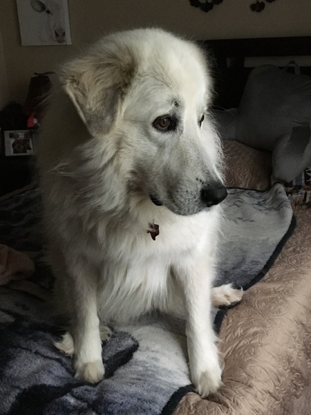 Entry image for Sophie. Clicking this image will show a larger photo