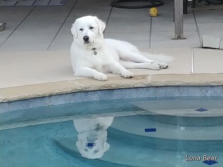 Entry image for Luna Bear Van Meter. Clicking this image will show a larger photo