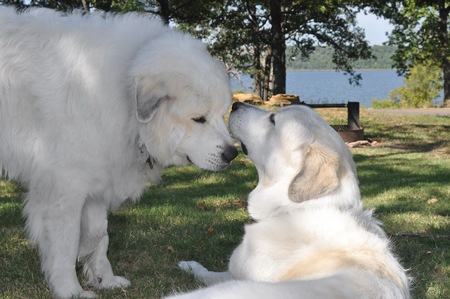 Entry image for Charmin and Paxton. Clicking this image will show a larger photo