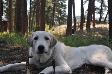 Entry image for Paxton. Clicking this image will show a larger photo