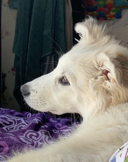 Entry image for Clifford. Clicking this image will show a larger photo