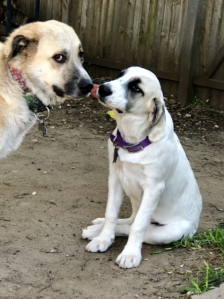 Entry image for Sugar and Gwen. Clicking this image will show a larger photo