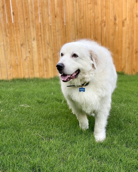 Entry image for Wilbur . Clicking this image will show a larger photo