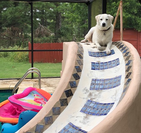 Entry image for Luna. Clicking this image will show a larger photo