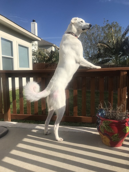 Entry image for Chloe. Clicking this image will show a larger photo