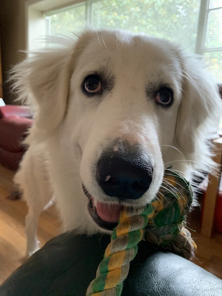 Entry image for Luna. Clicking this image will show a larger photo