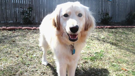 Entry image for Sierra. Clicking this image will show a larger photo