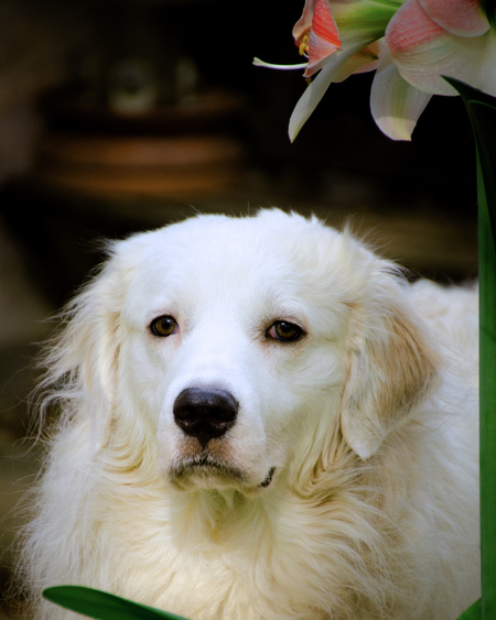 Entry image for Mojo. Clicking this image will show a larger photo