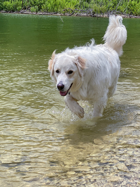 Entry image for Clifford. Clicking this image will show a larger photo