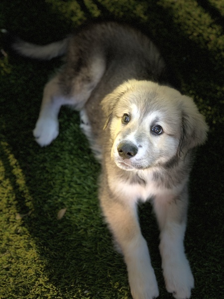 Entry image for Boone Bunger. Clicking this image will show a larger photo