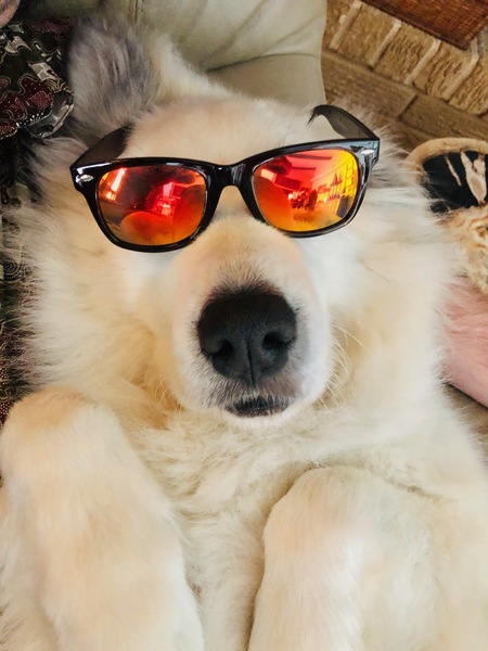 Entry image for Pearl . Clicking this image will show a larger photo