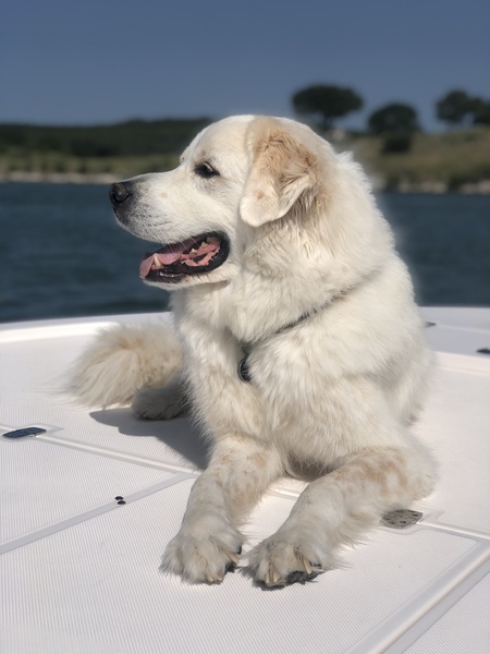 Entry image for Yeti. Clicking this image will show a larger photo