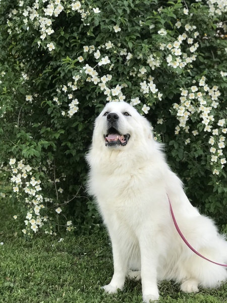 Entry image for Frodo. Clicking this image will show a larger photo