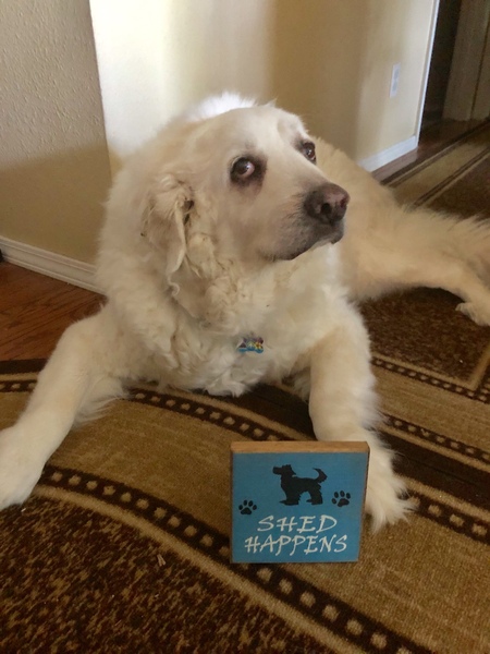 Entry image for Mattie Mae Williams. Clicking this image will show a larger photo