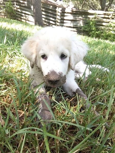 Entry image for Checote. Clicking this image will show a larger photo