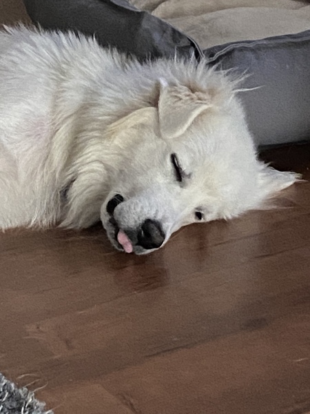 Entry image for Cassiopeia. Clicking this image will show a larger photo