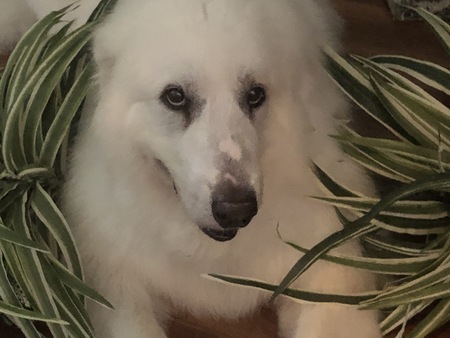 Entry image for Chloe. Clicking this image will show a larger photo