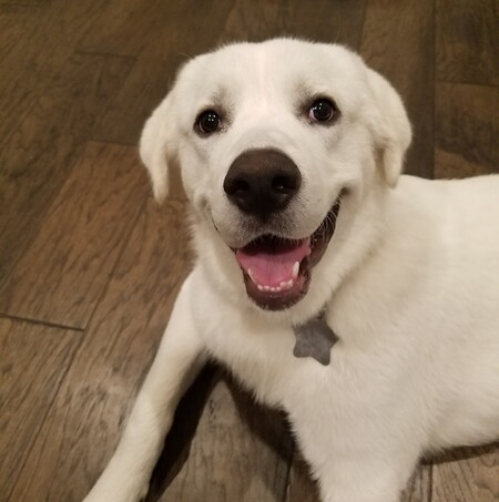 Entry image for Duke. Clicking this image will show a larger photo