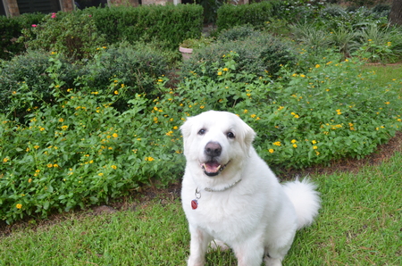 Entry image for Blanca Navidad. Clicking this image will show a larger photo